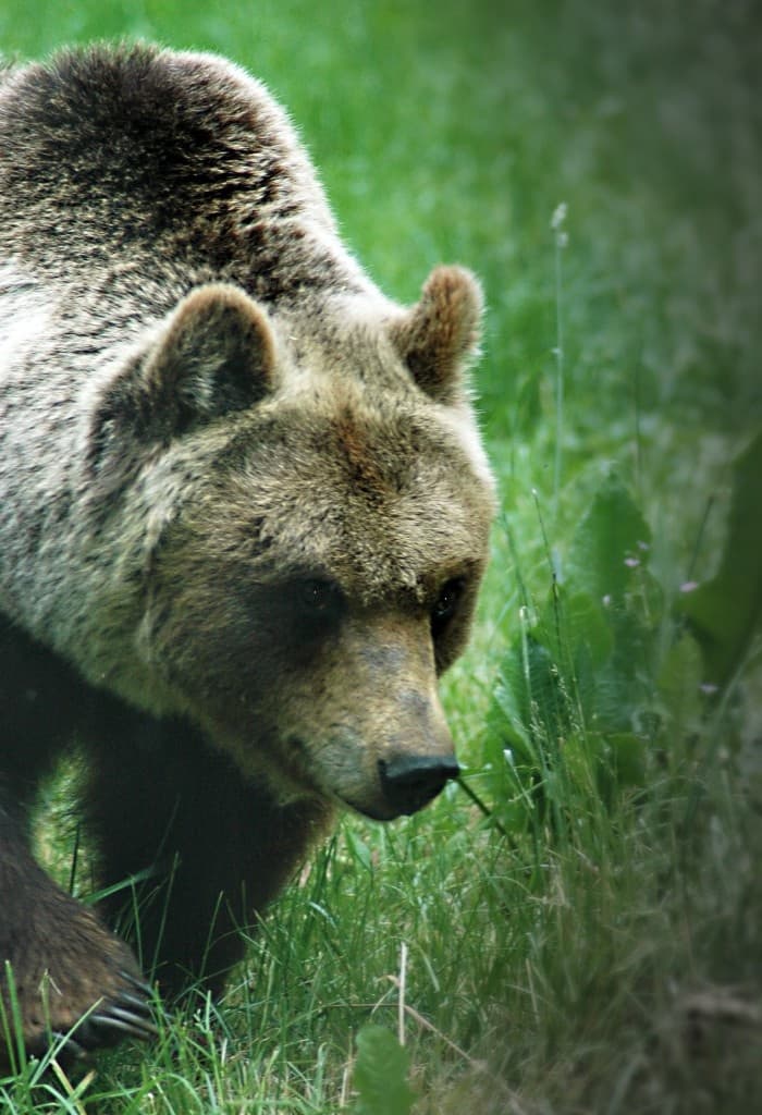 Alla scoperta dell'orso (bearwatching)