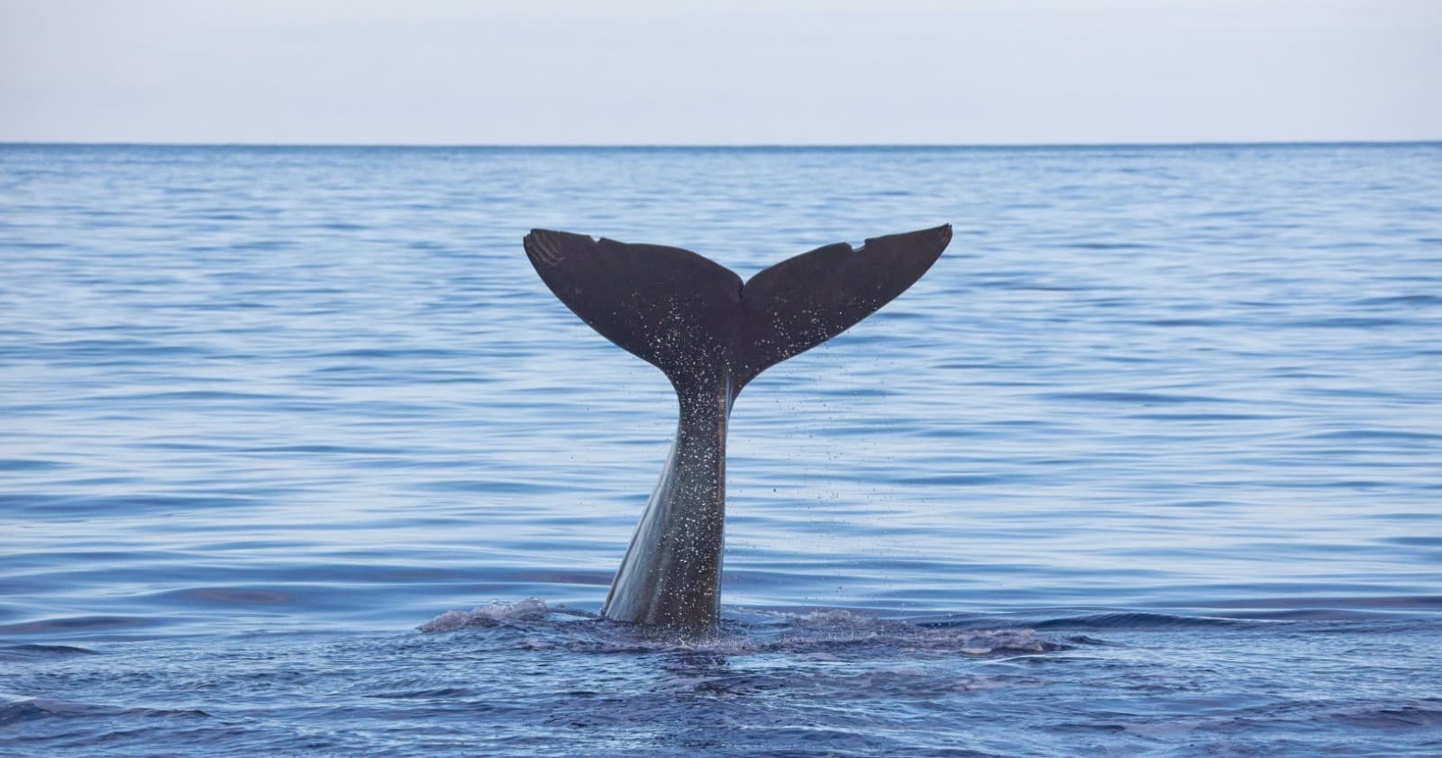 Whale and Dolphin Watching