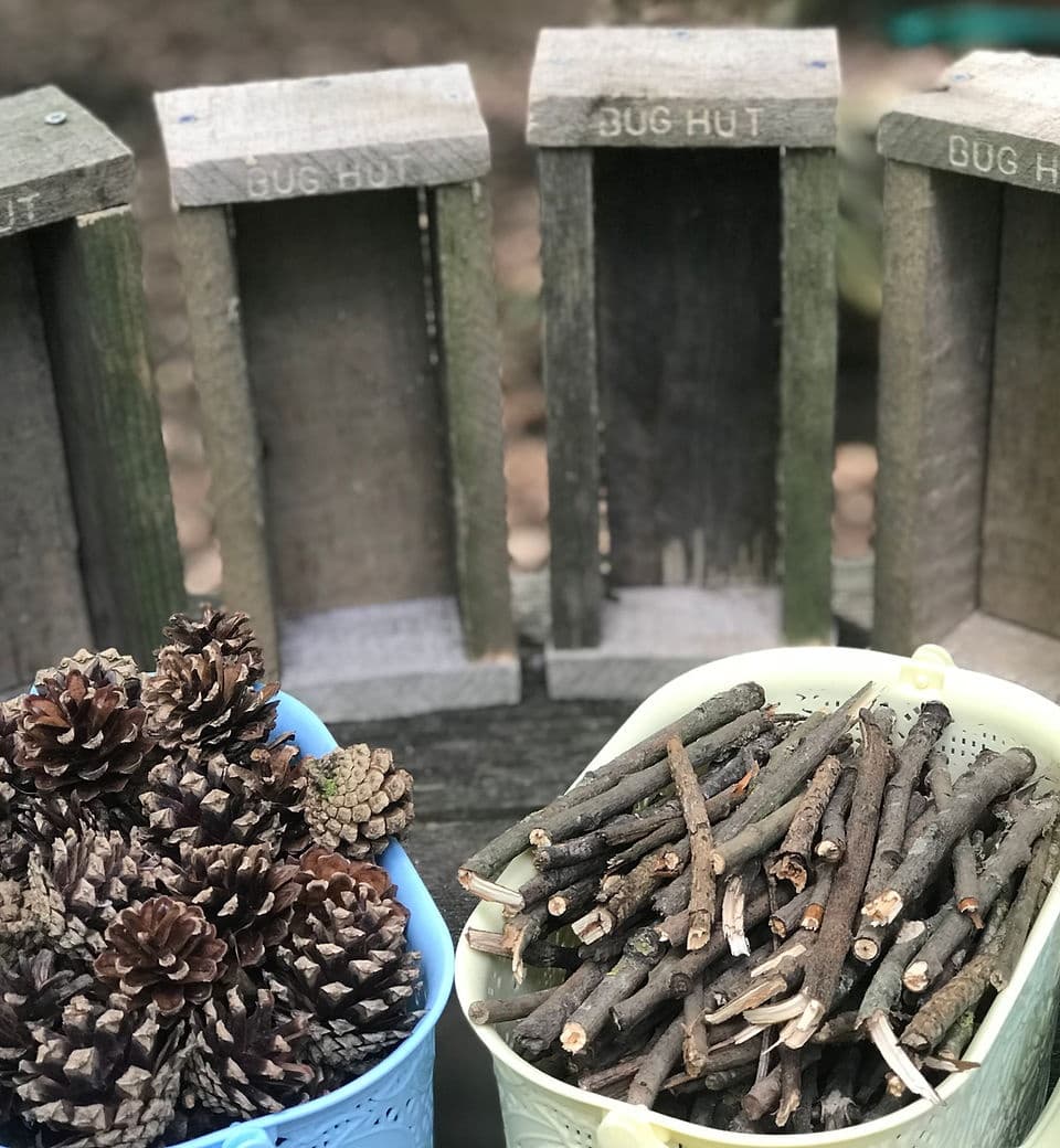 Bug Hut Building & Hunt