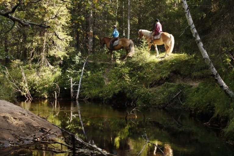 Horse riding in the forest