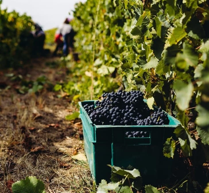 Visita e Prova Clássica • Visita às Vinhas