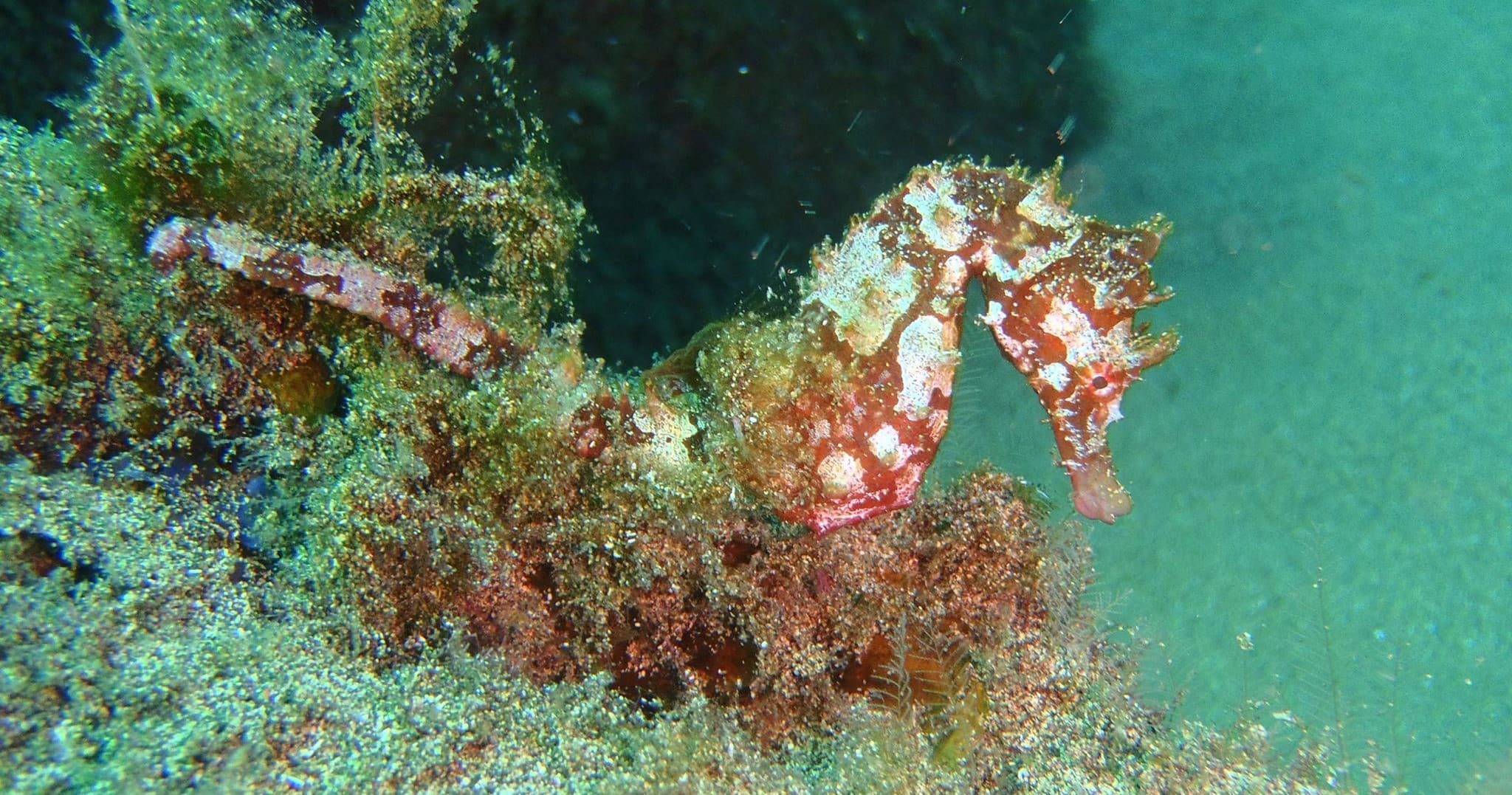 Two Dives