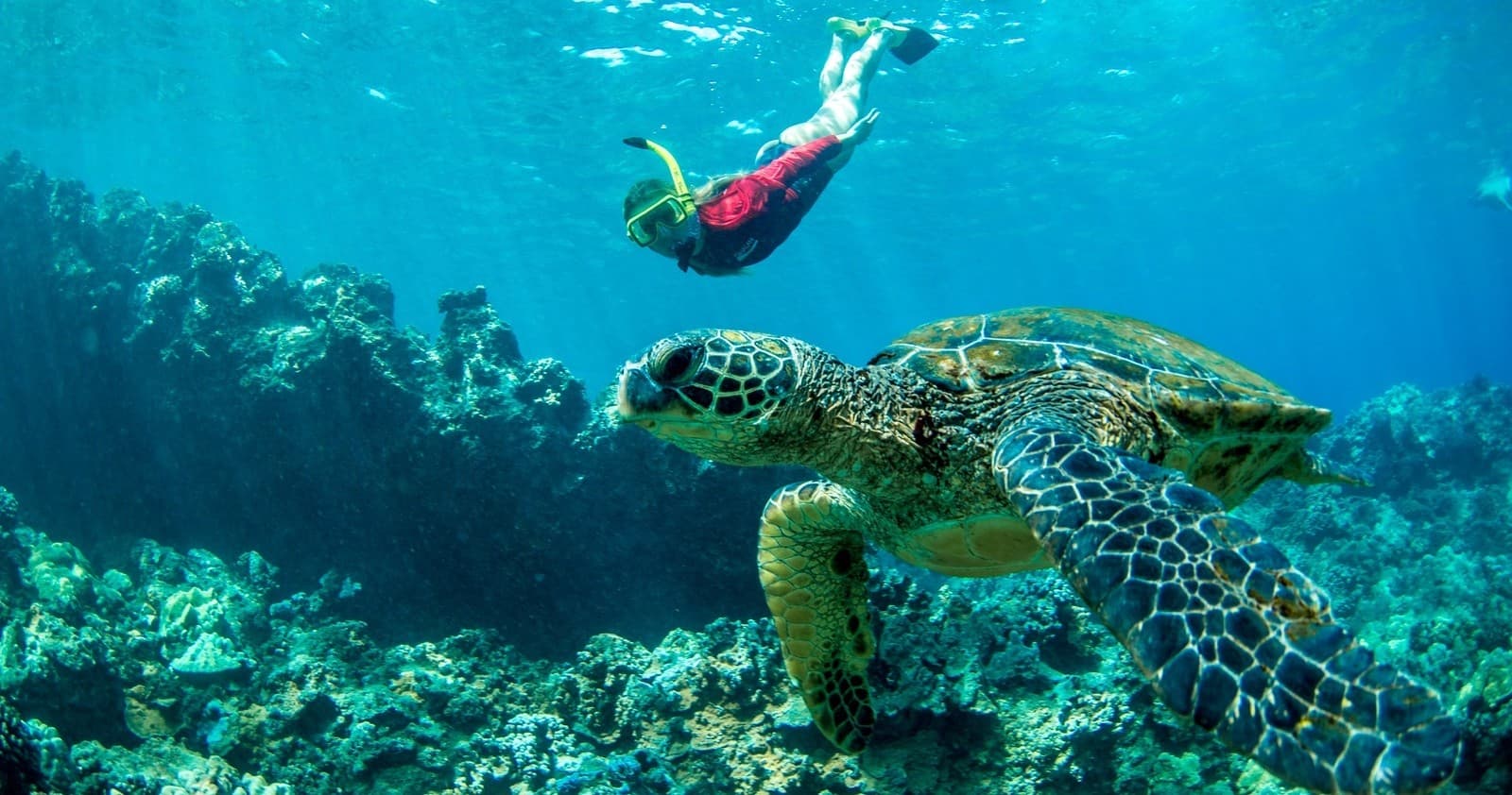 West Maui Half Day Snorkel Adventure
