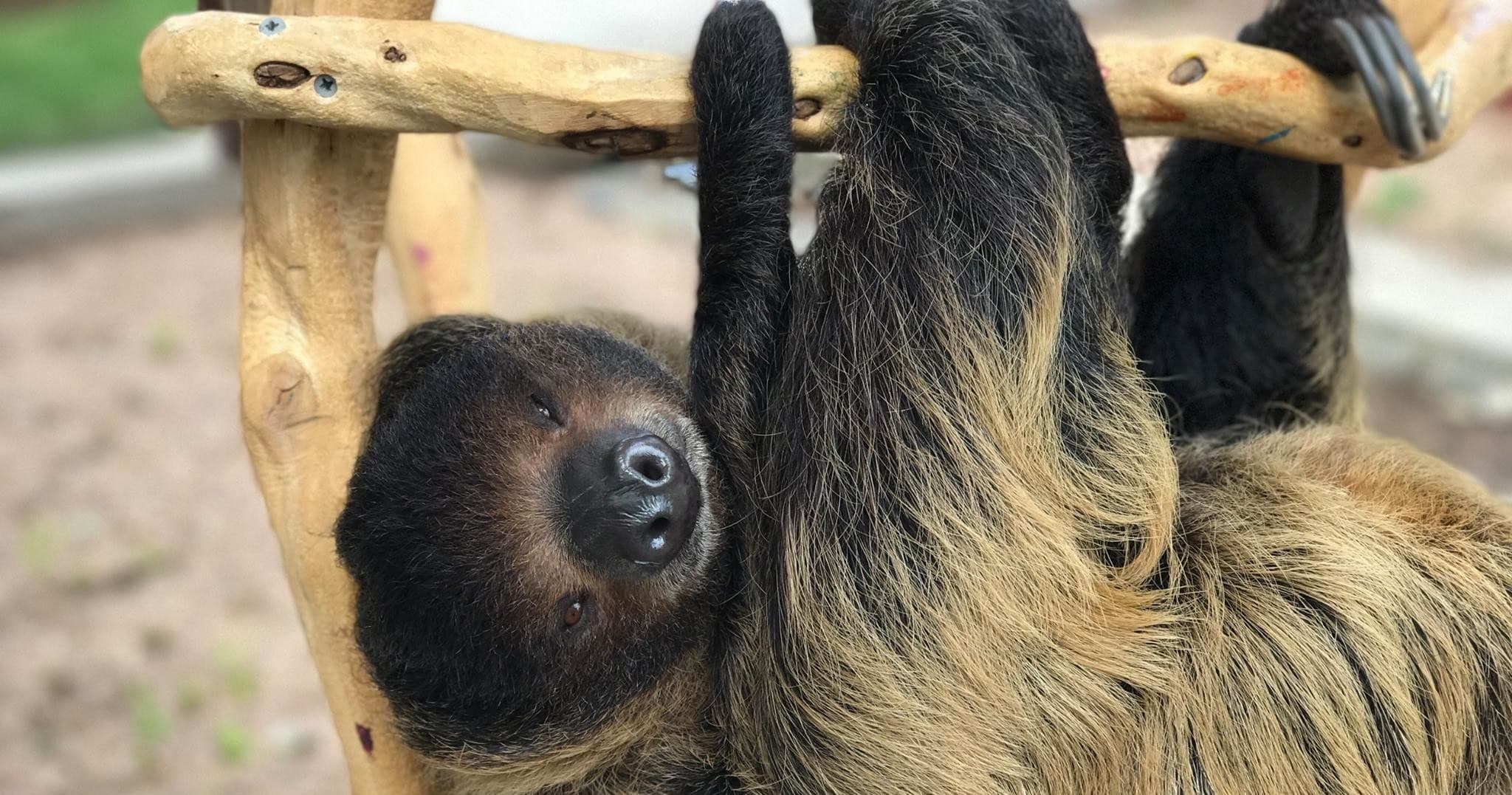 Sloth Meet and Greet