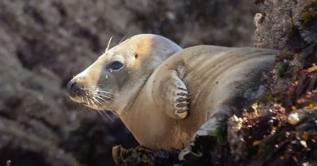 4 Hour Wildlife Cruise