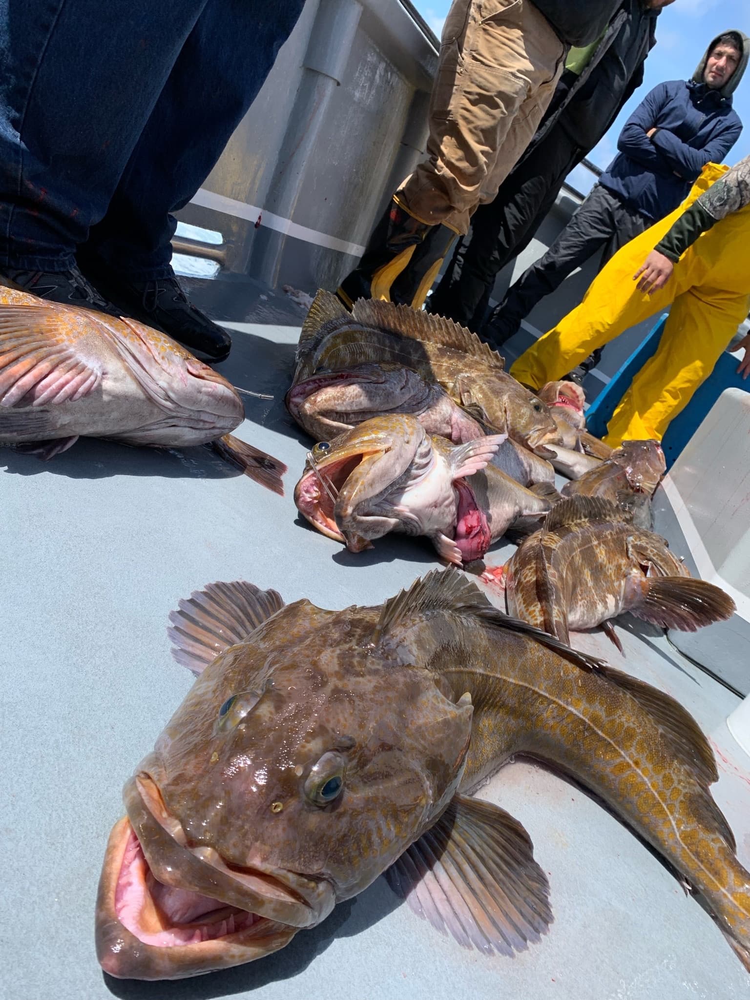 Bottomfish