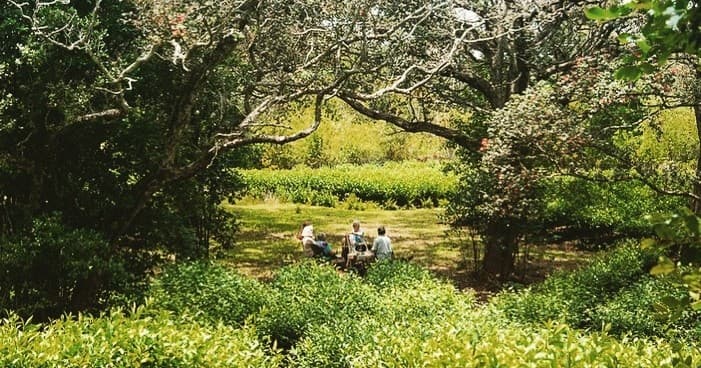 Premium Tea Experience in the Tea Field