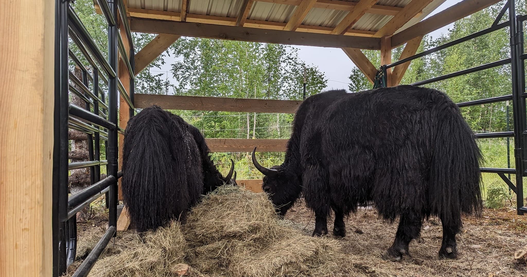 Yaks & Tracks