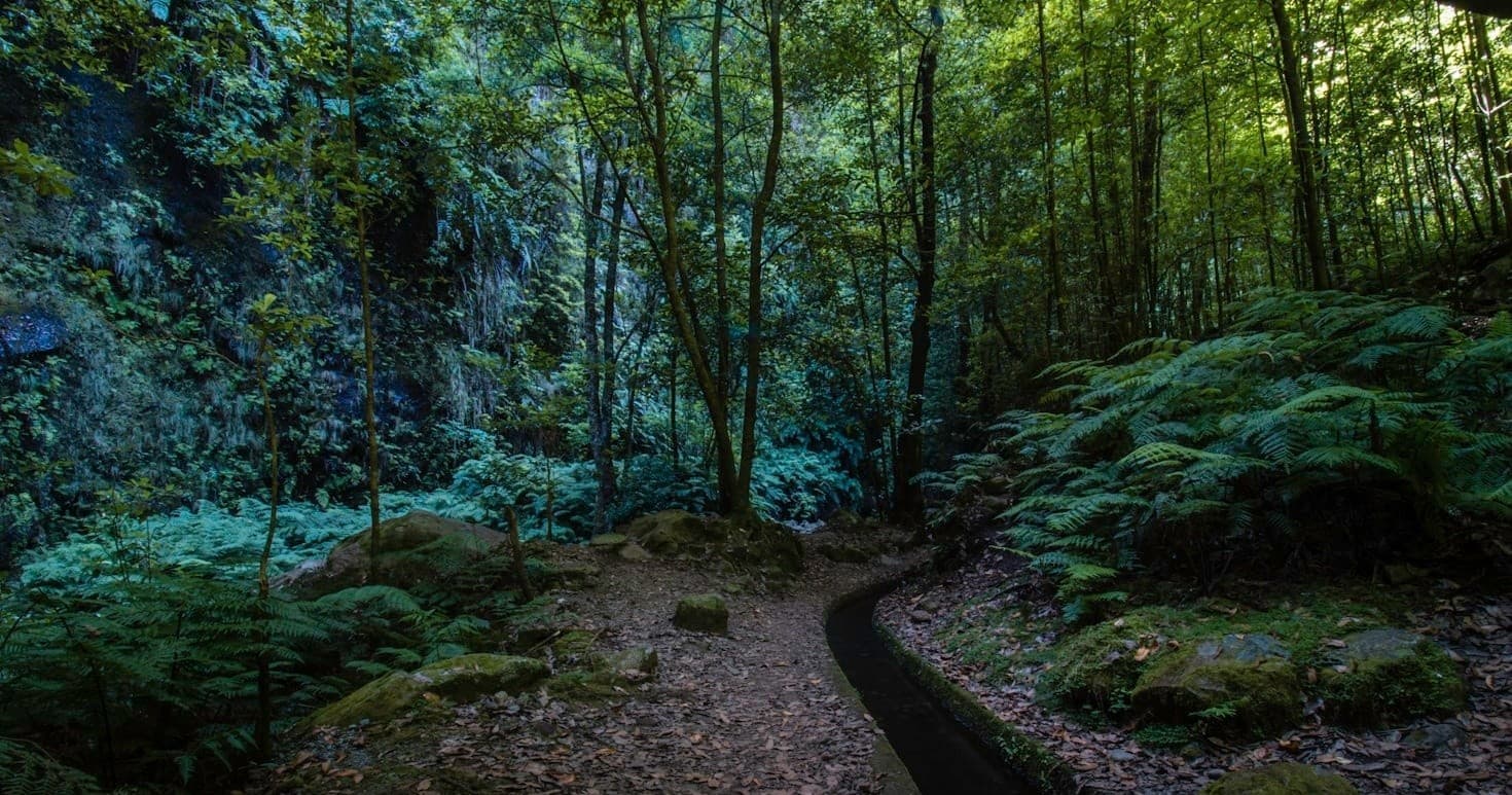 Levada do Rei / Ribeiro Bonito