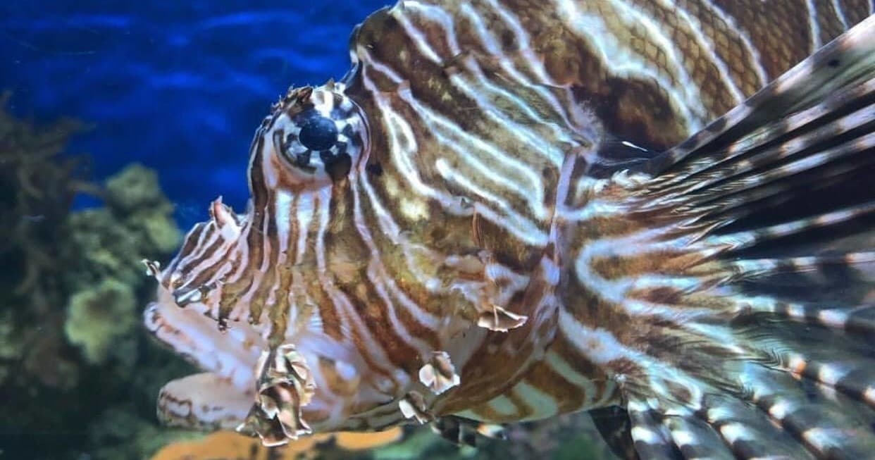 Fabulous Fish