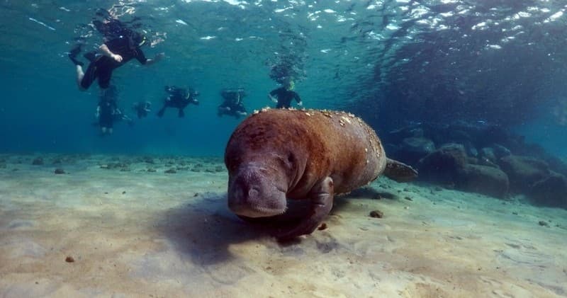 Snorkeling Palm Beach's South Jetty