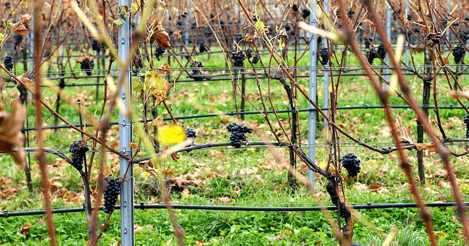 Budapest To Vienna — Wine Transfer Tour