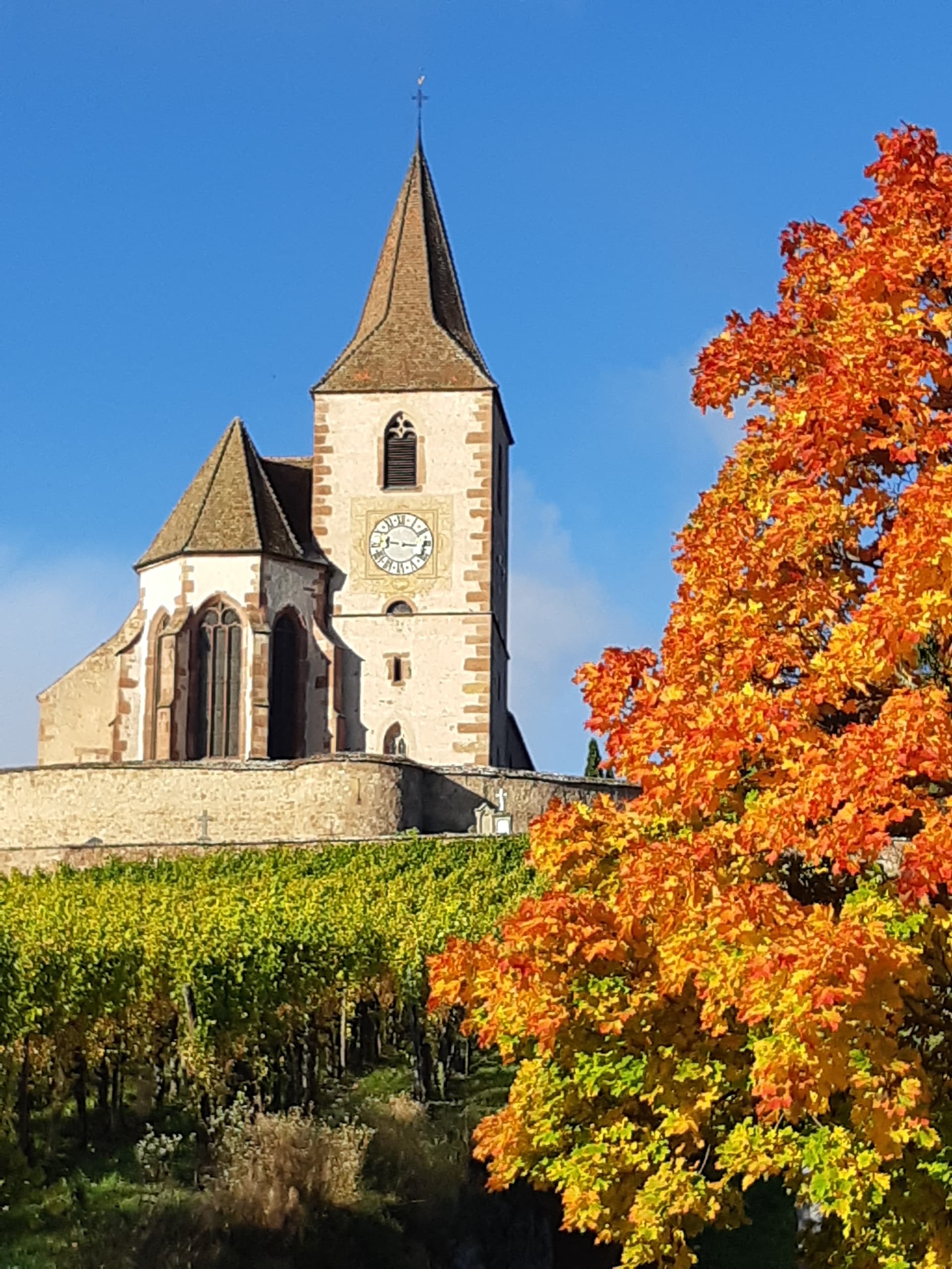 Safari-Tour Les Emblématiques : 1/2 journée sur la route du vin