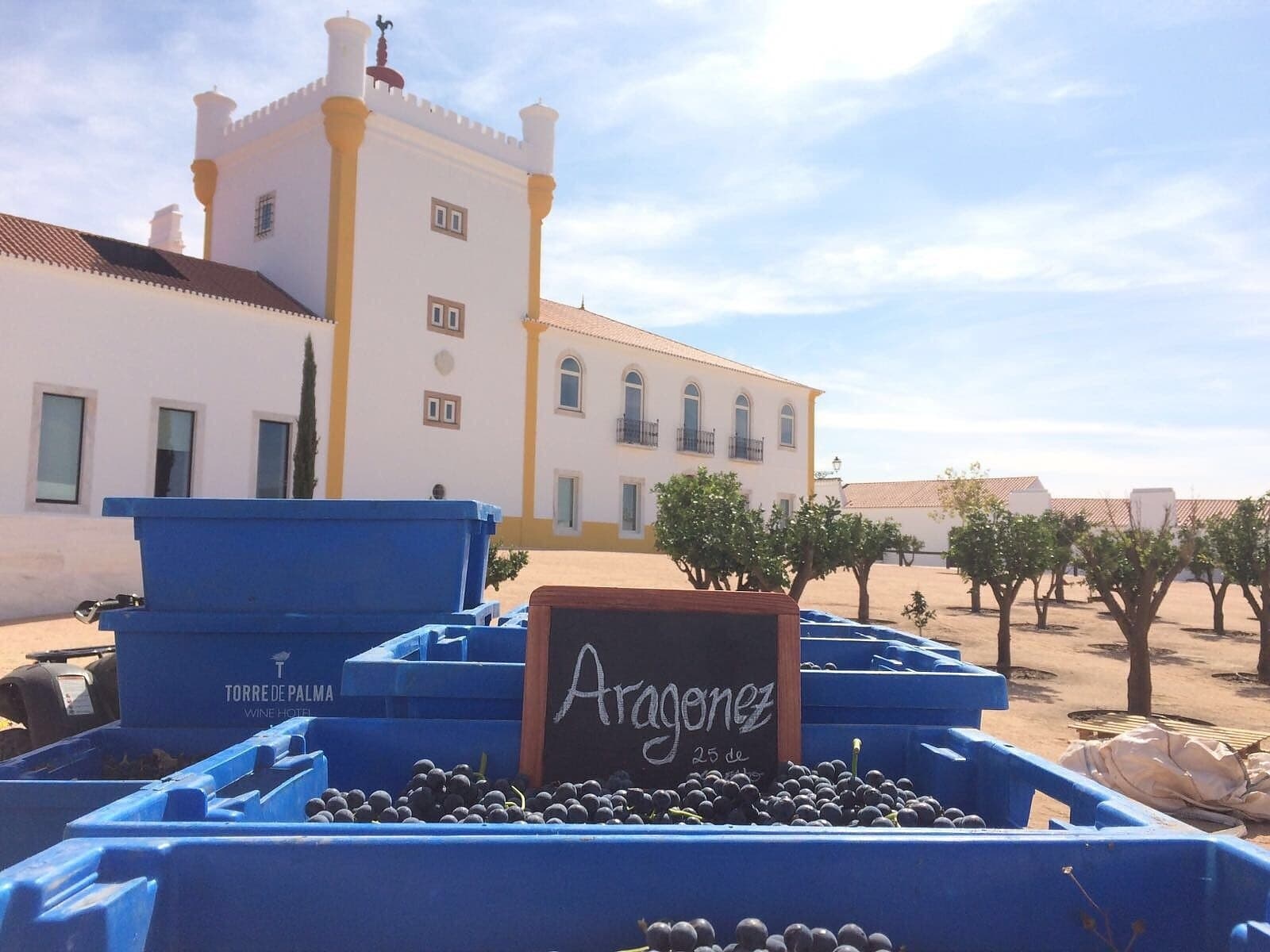 Prova de Três Vinhos e Produtos Regionais