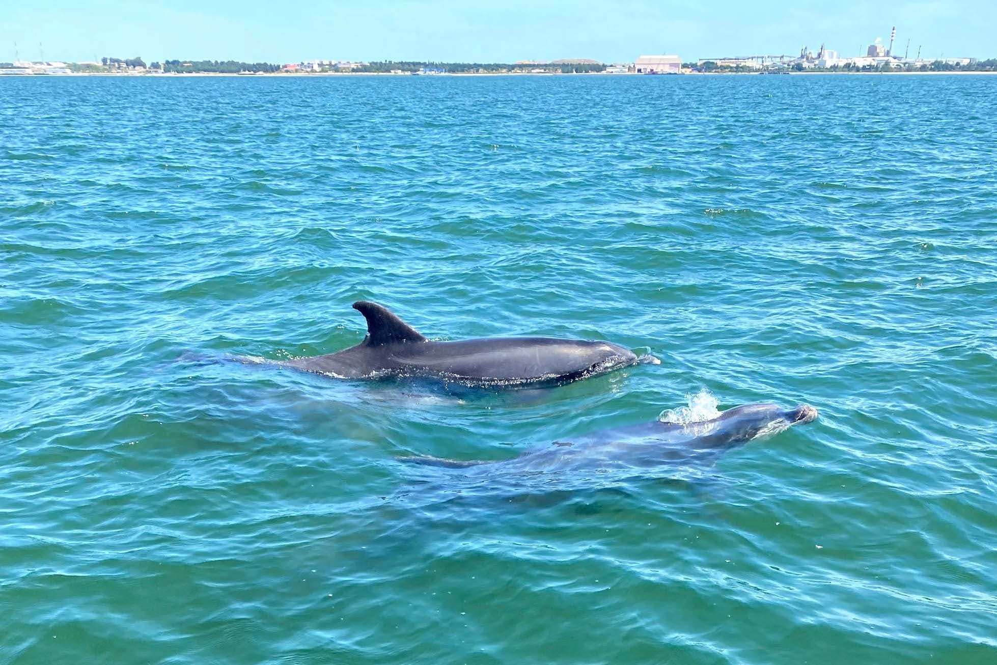Observação dos Golfinhos