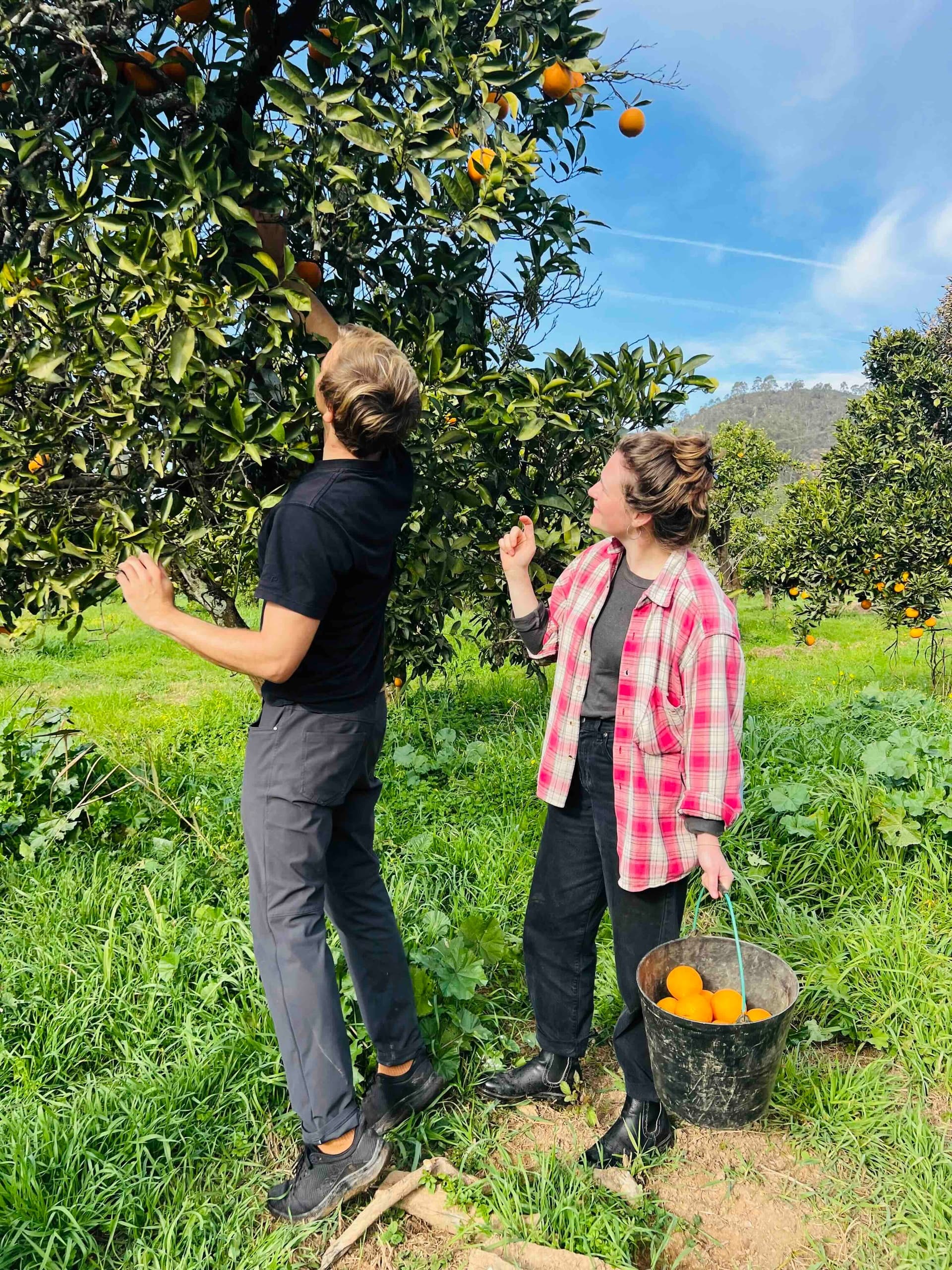 Orange Picking and Jam cooking with Lunch at the Farm