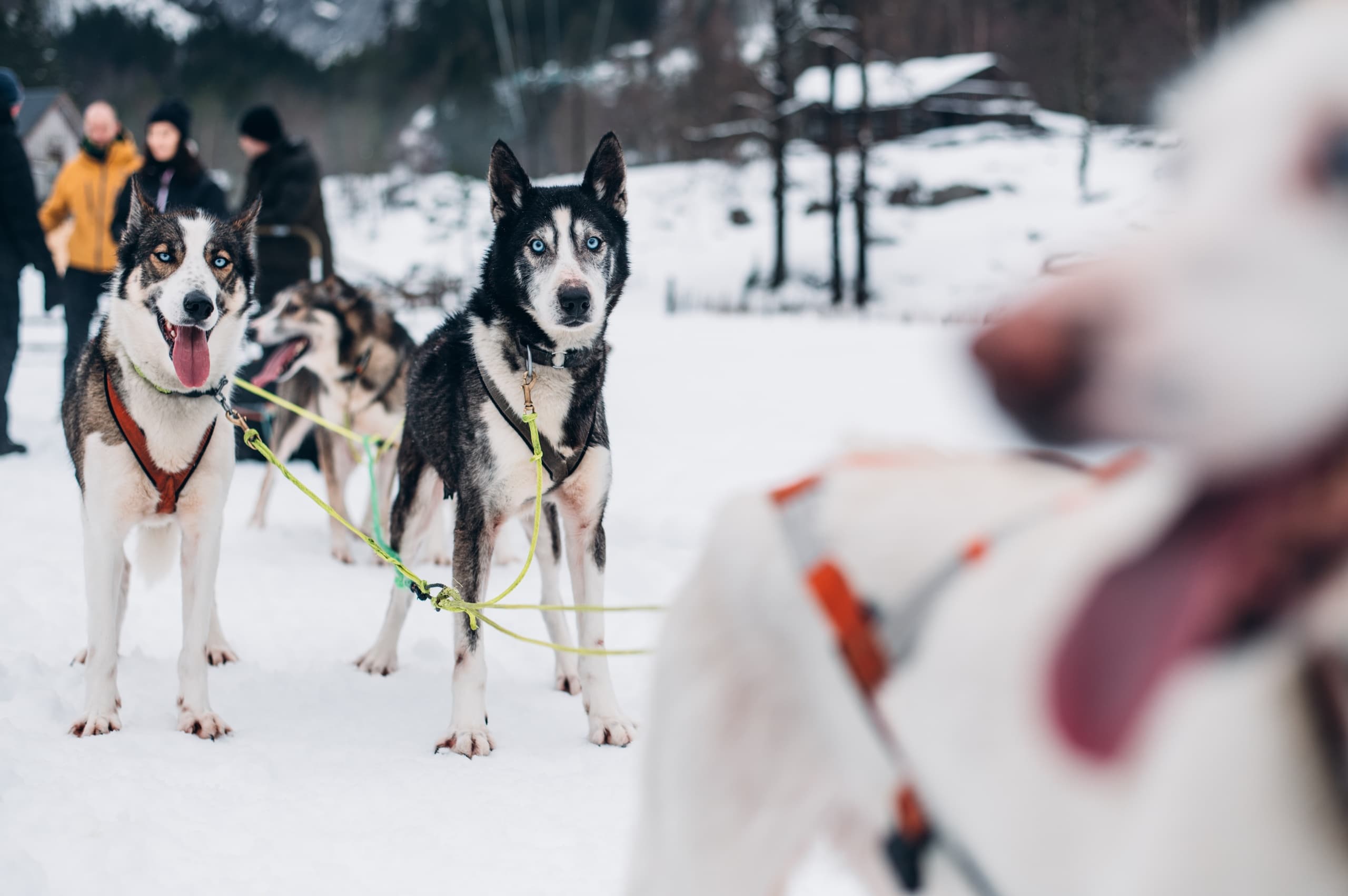 Husky Farm Adventure