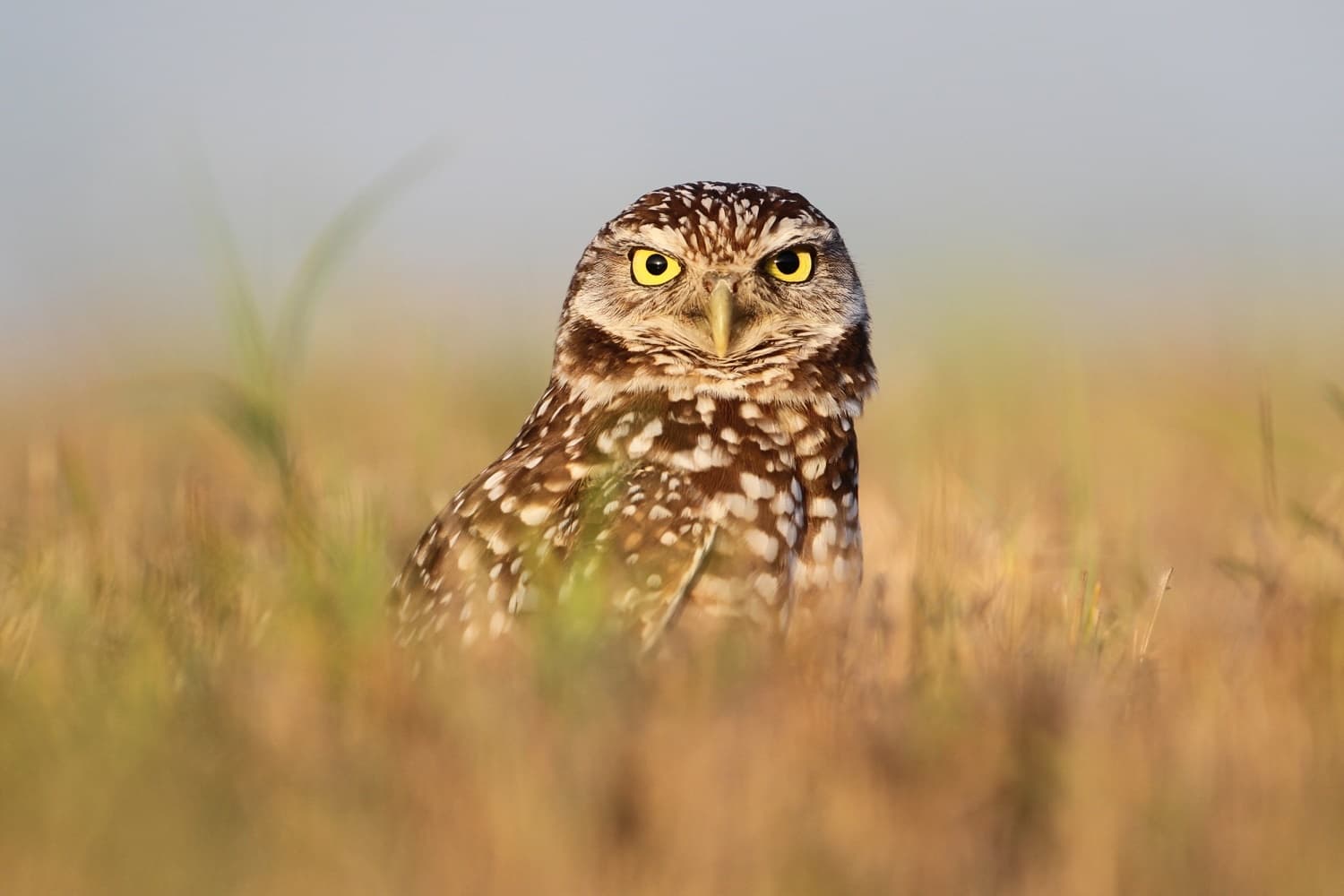 Birding Pawnee