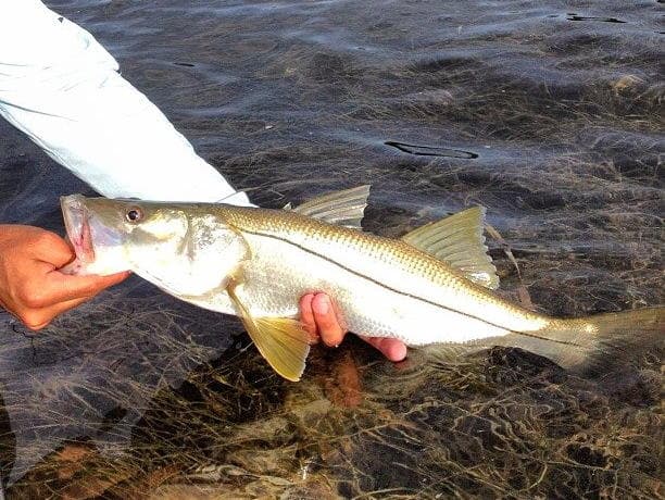 Half Day Inshore Fishing