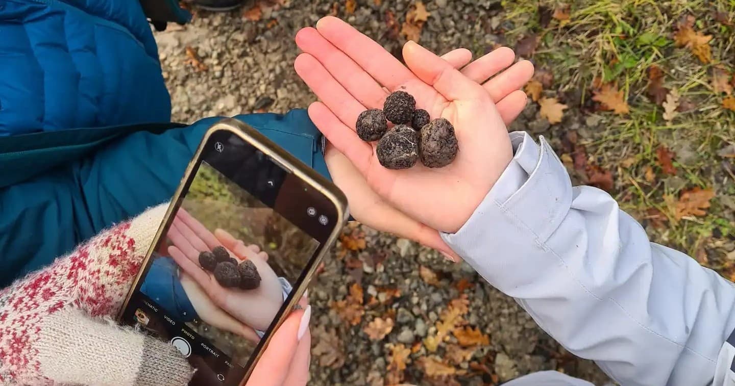 Truffle Hunting & Lunch