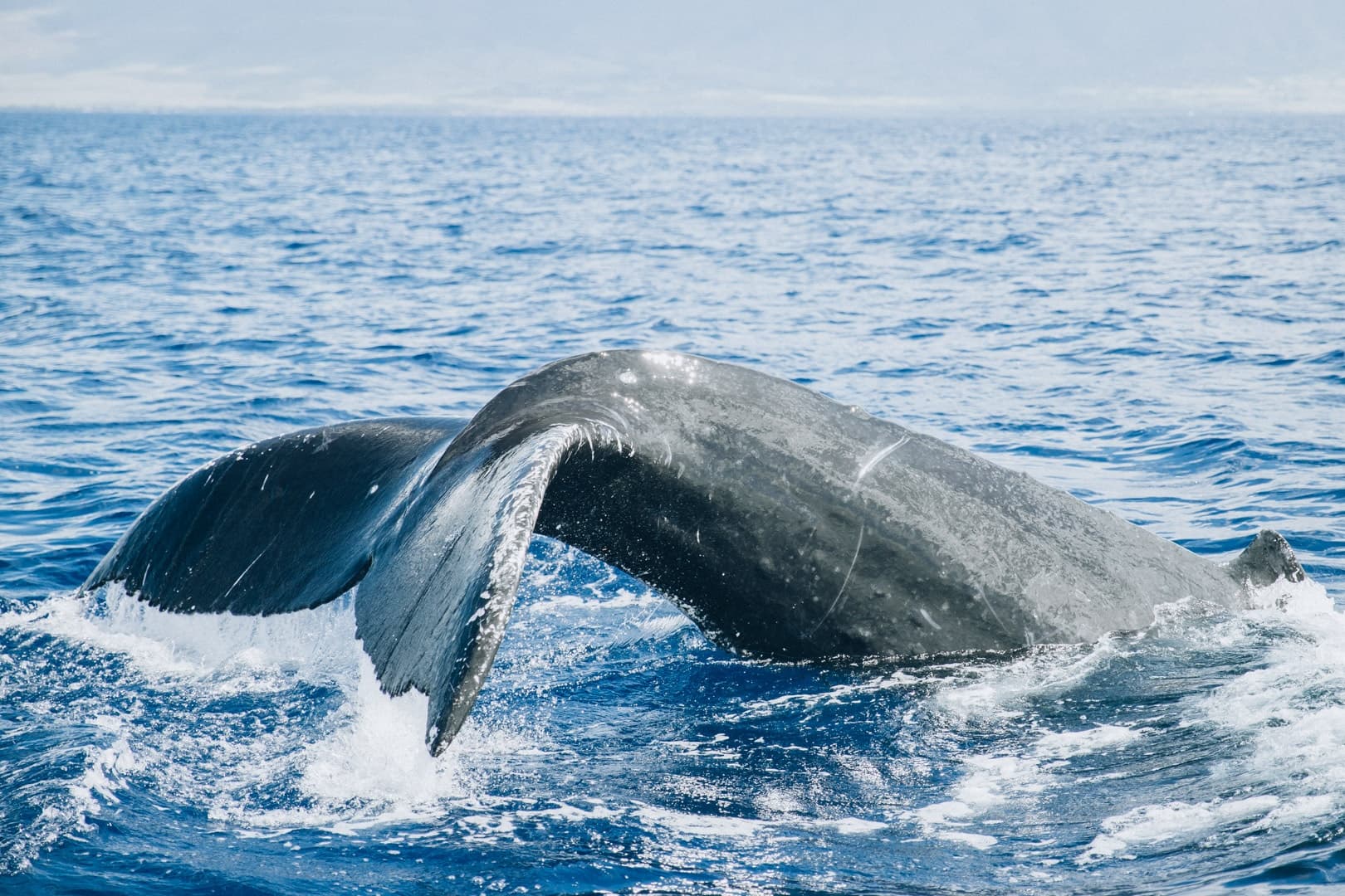 Midday Sail with the Whales