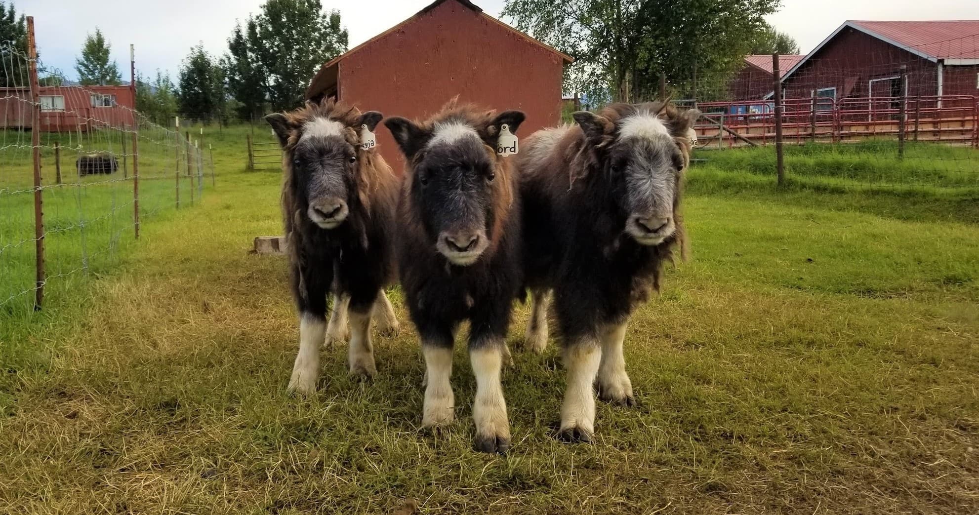 Musk Ox Madness: Scenic Drive & Farm Tour