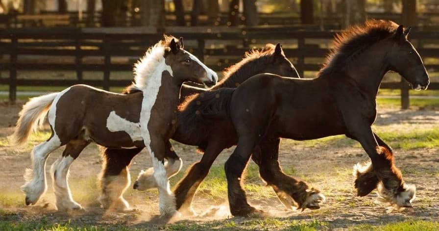 Gypsy Gold Horse Farm Public