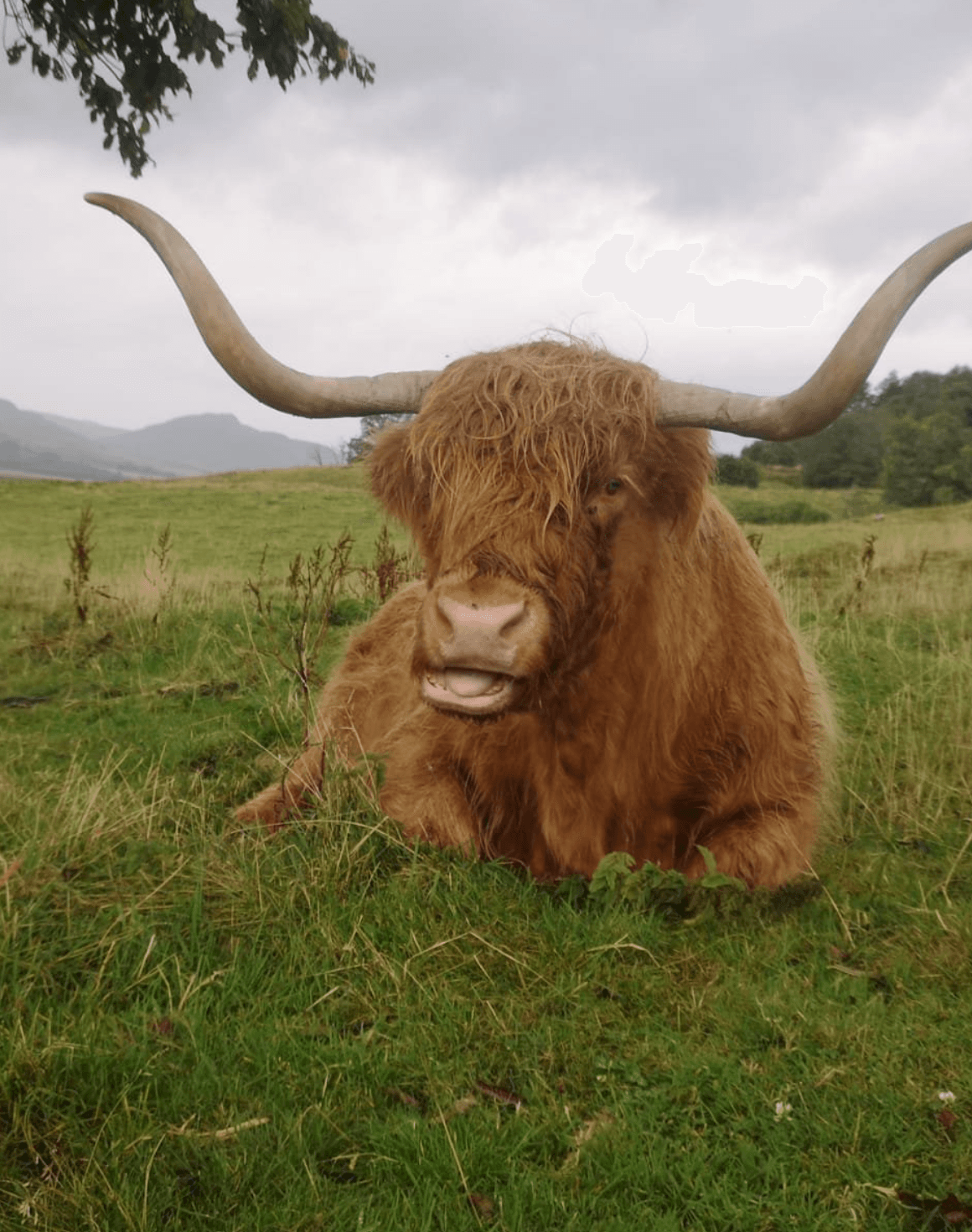 Private Wildlife Tour of Caithness