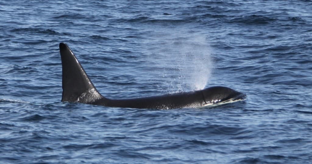 Whale and Wildlife Tour • Courtmacsherry