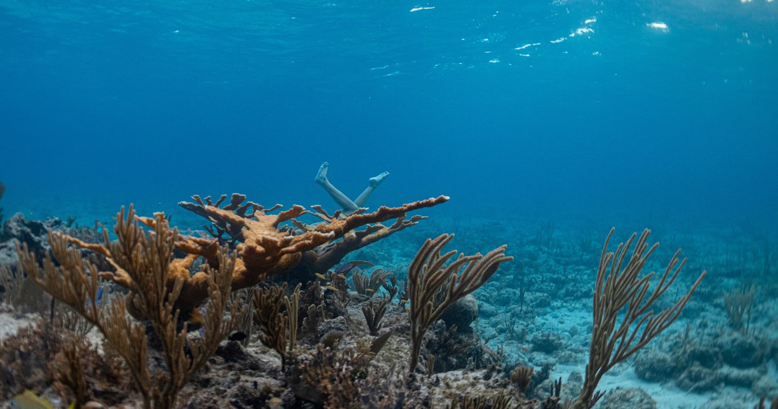 Seven Day Bahamas Expedition