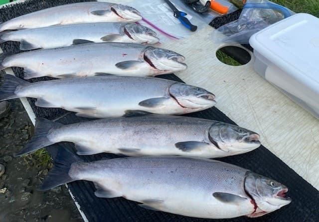 Half Day Kasilof Silver Salmon Trip