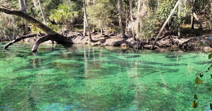 Visite du Parc National de Blue Spring en français