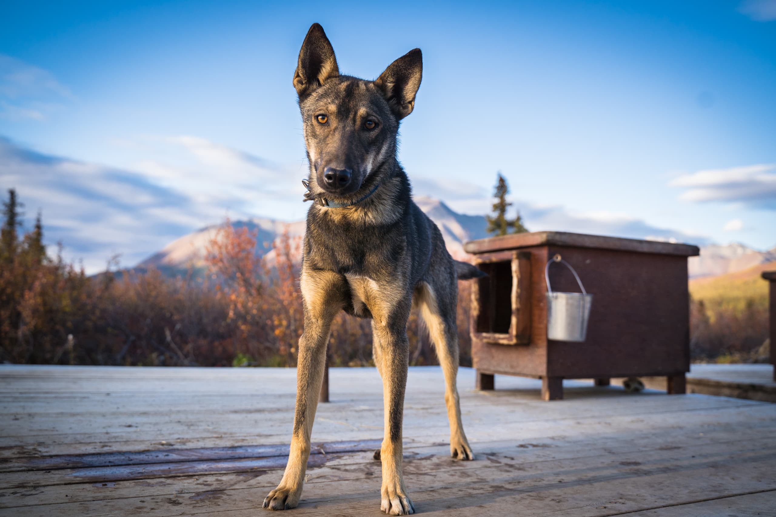 Summer Susitna Adventure Lodge Overnight Mushing Experience