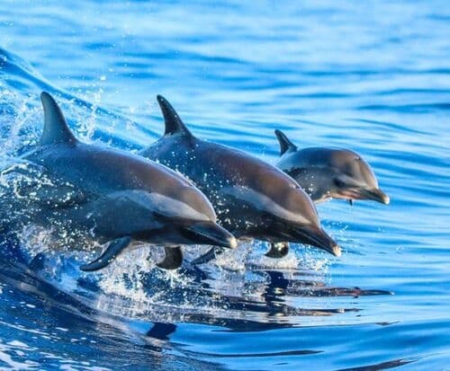 4 Hour Private Sanibel Shelling Adventure and Dolphin Eco Tour