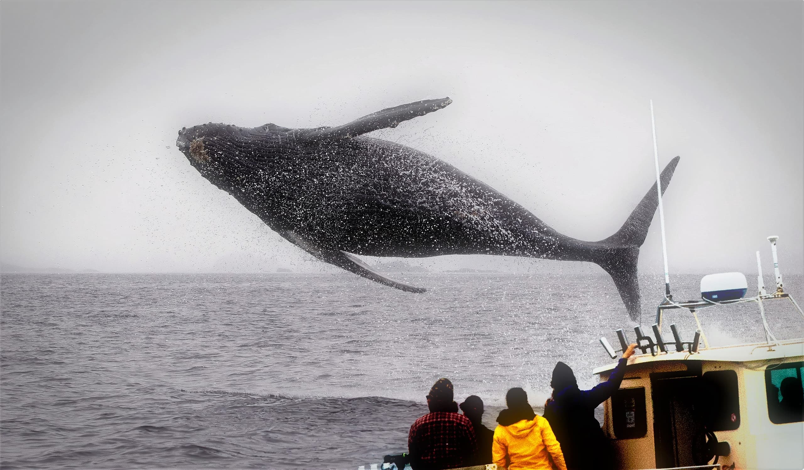 3 Hour - Awakening Whale & Wildlife Tour