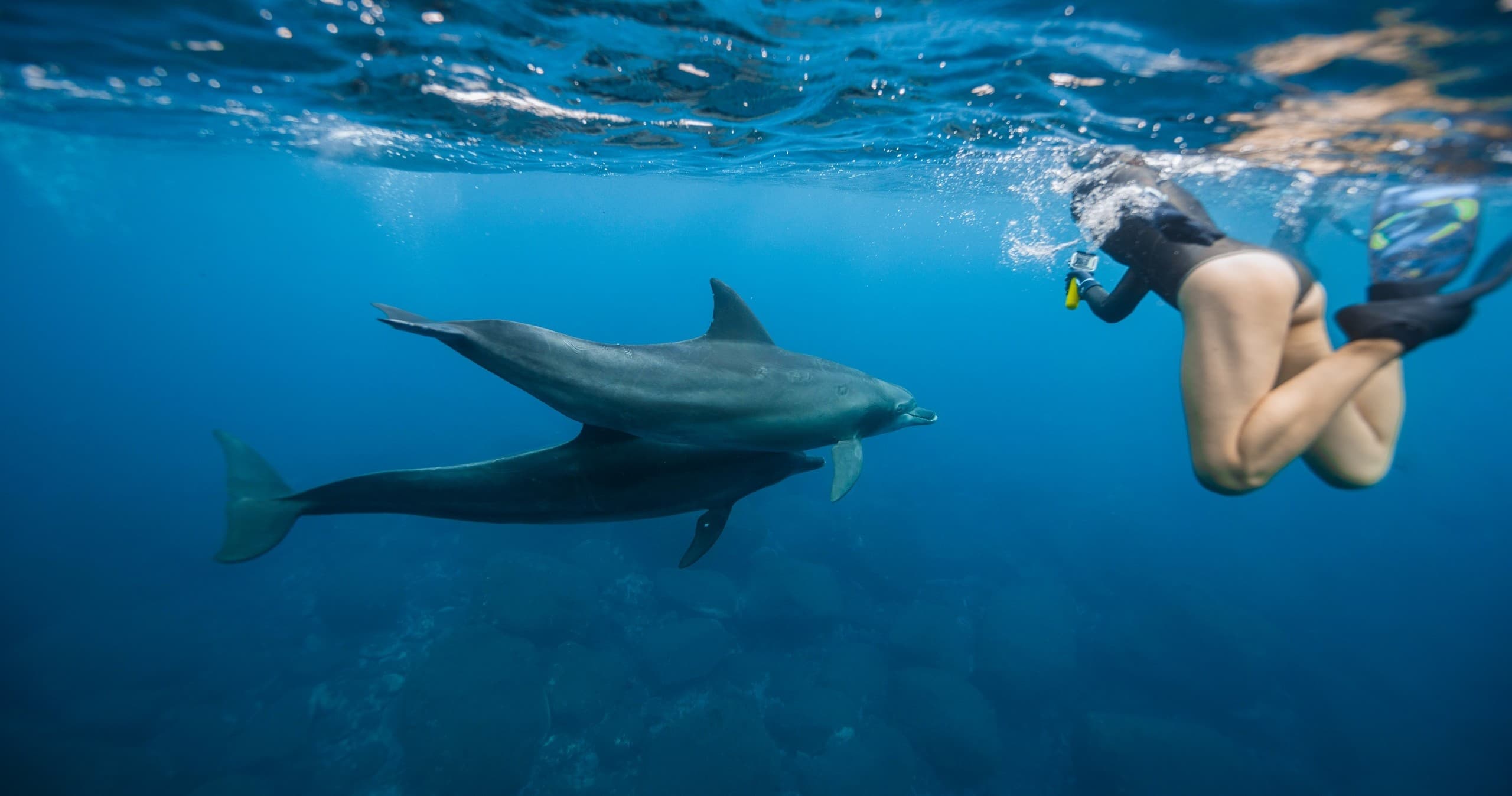 Swim with Wild Dolphins in West Oahu