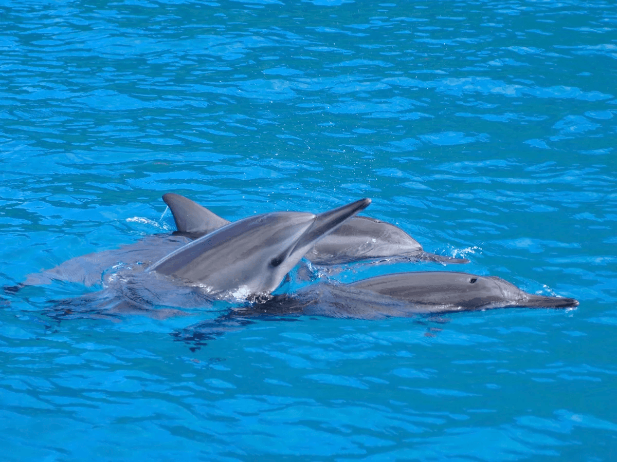 Kealakekua Bay: Snorkel & Dolphin Watch