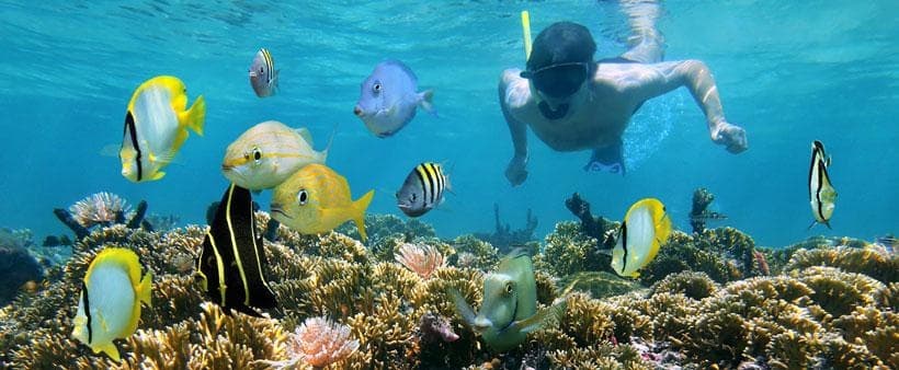 Half Day Snorkel And Sandbar Tour