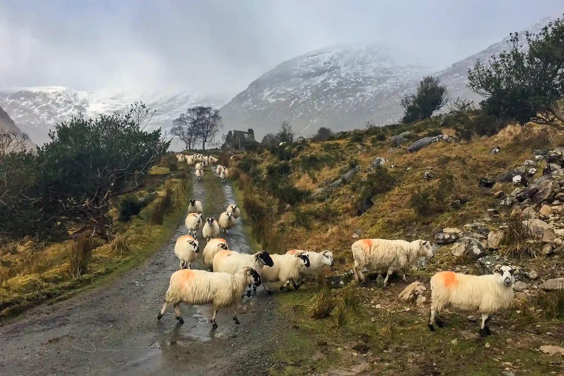 Killarney And The Reeks Tour