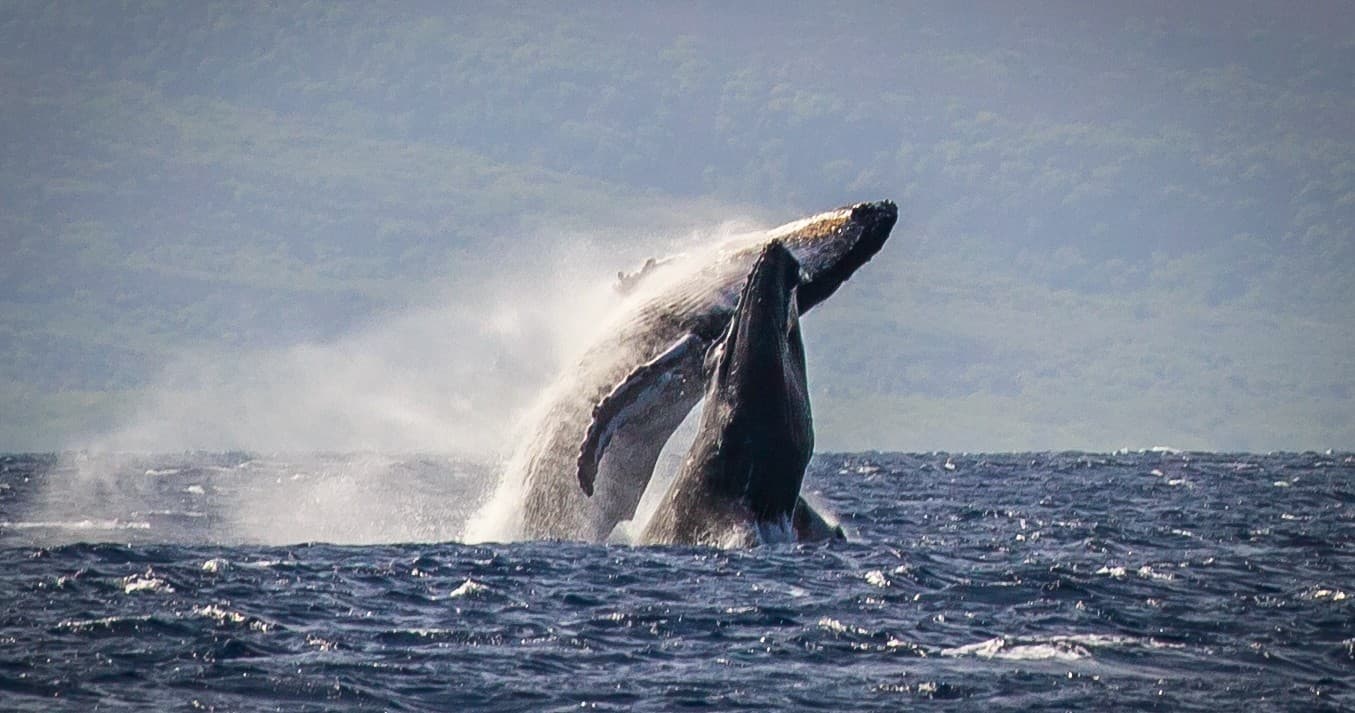 2 Hour Whale Watch