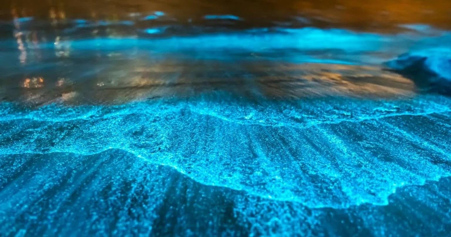 Bioluminescence Early Tour