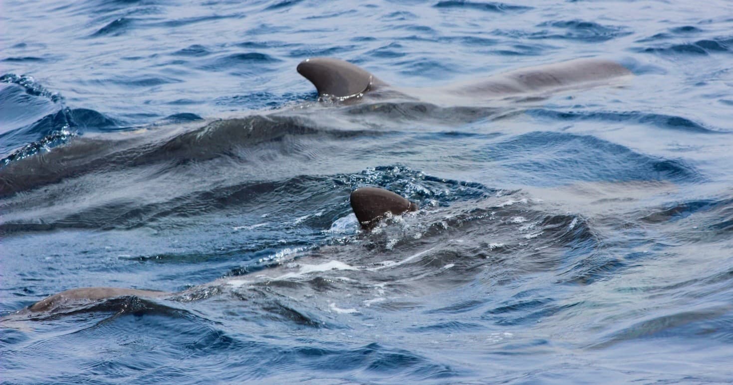 Dança Oceânica