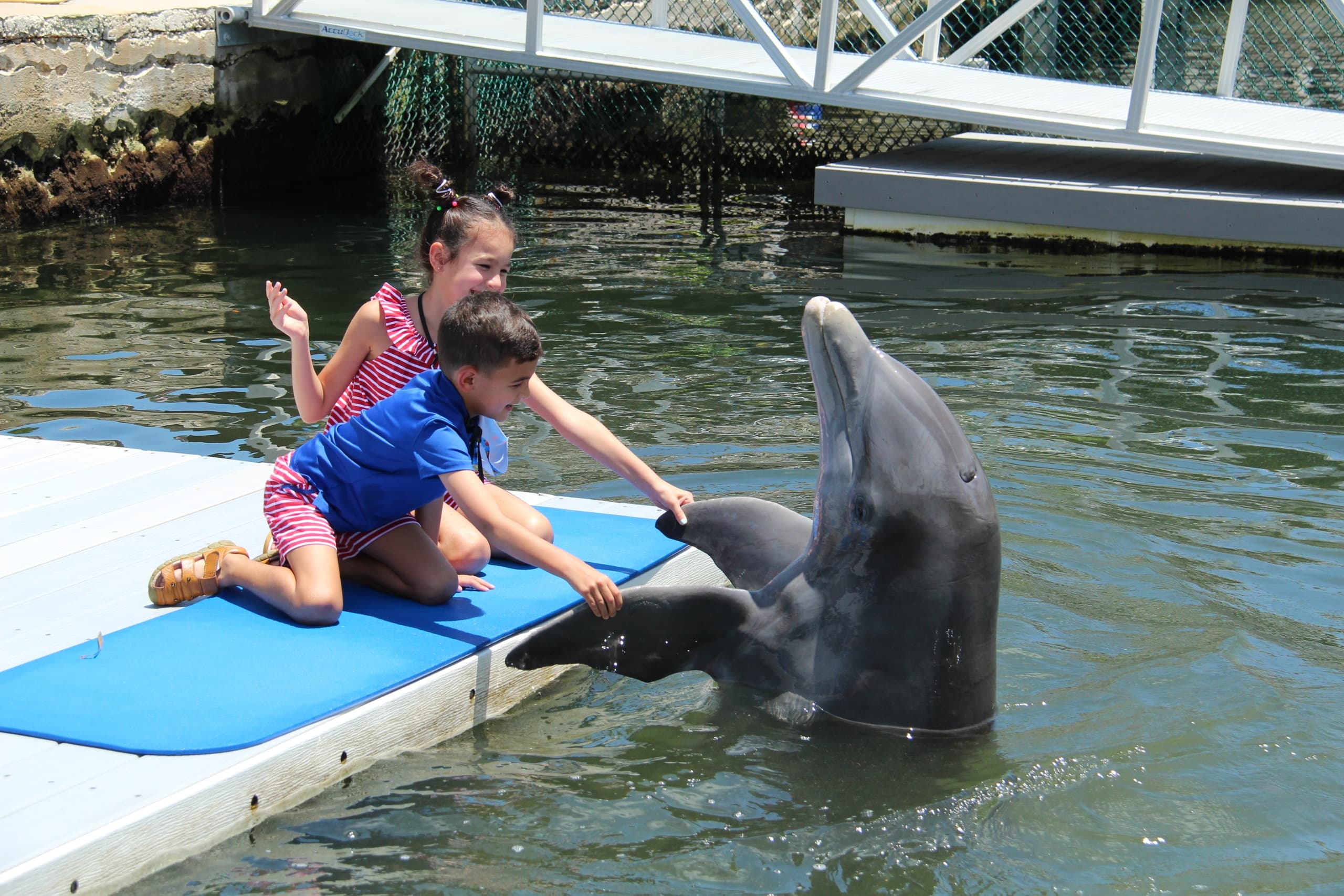Deluxe Discover Dolphins Dockside