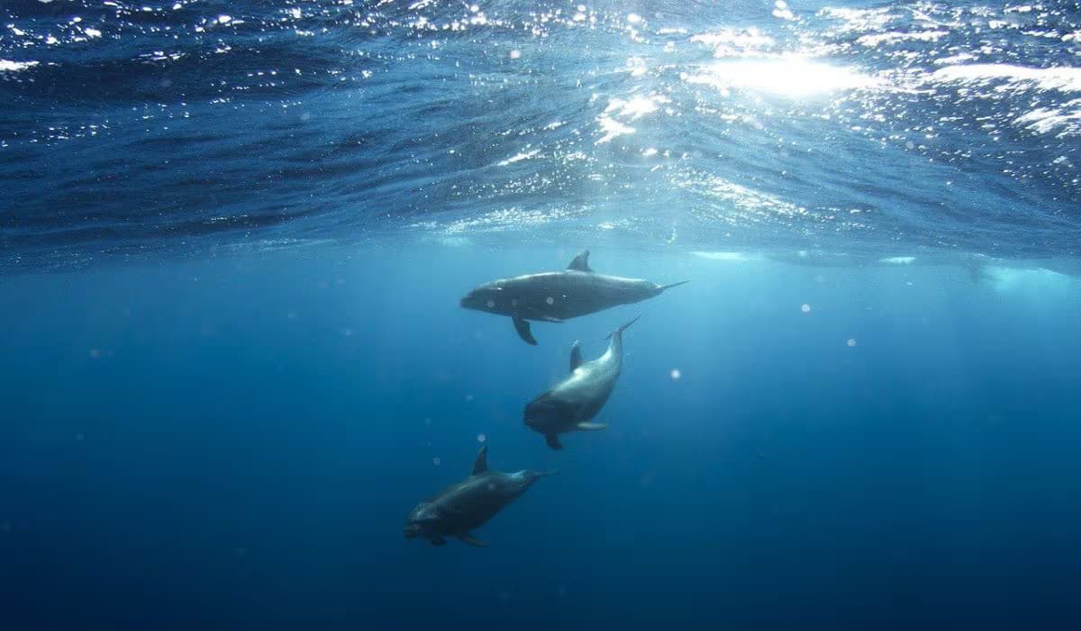 Dolphin Trip - Private