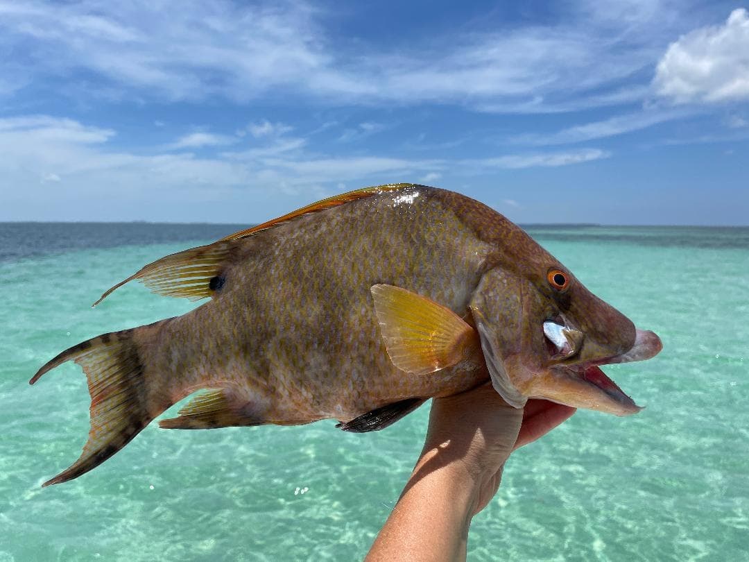 Spearfishing Adventure