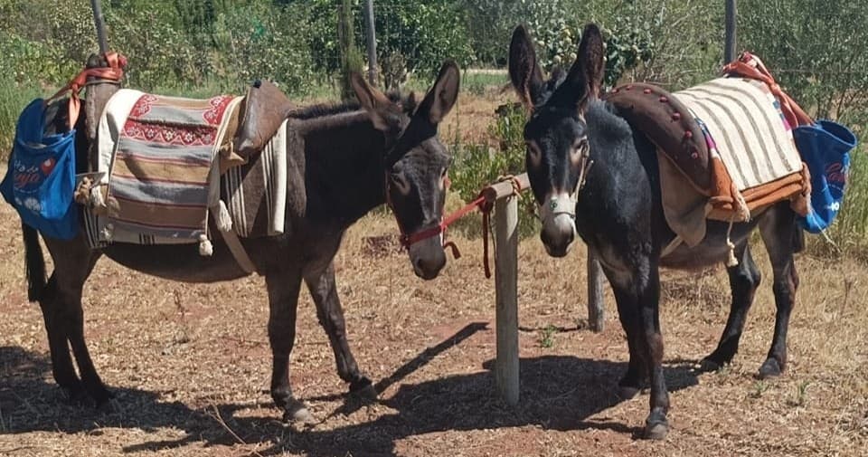 Farm Experience with Donkeys