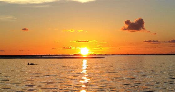 Sunset Cruise - Dolphin & Shelling Adventure Island Cruise