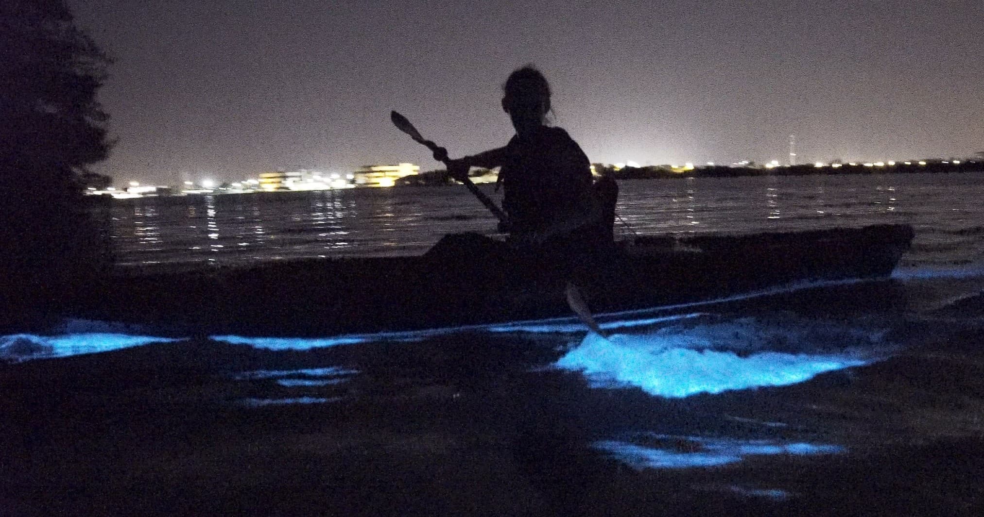 Kelly Park Bioluminescence Tour