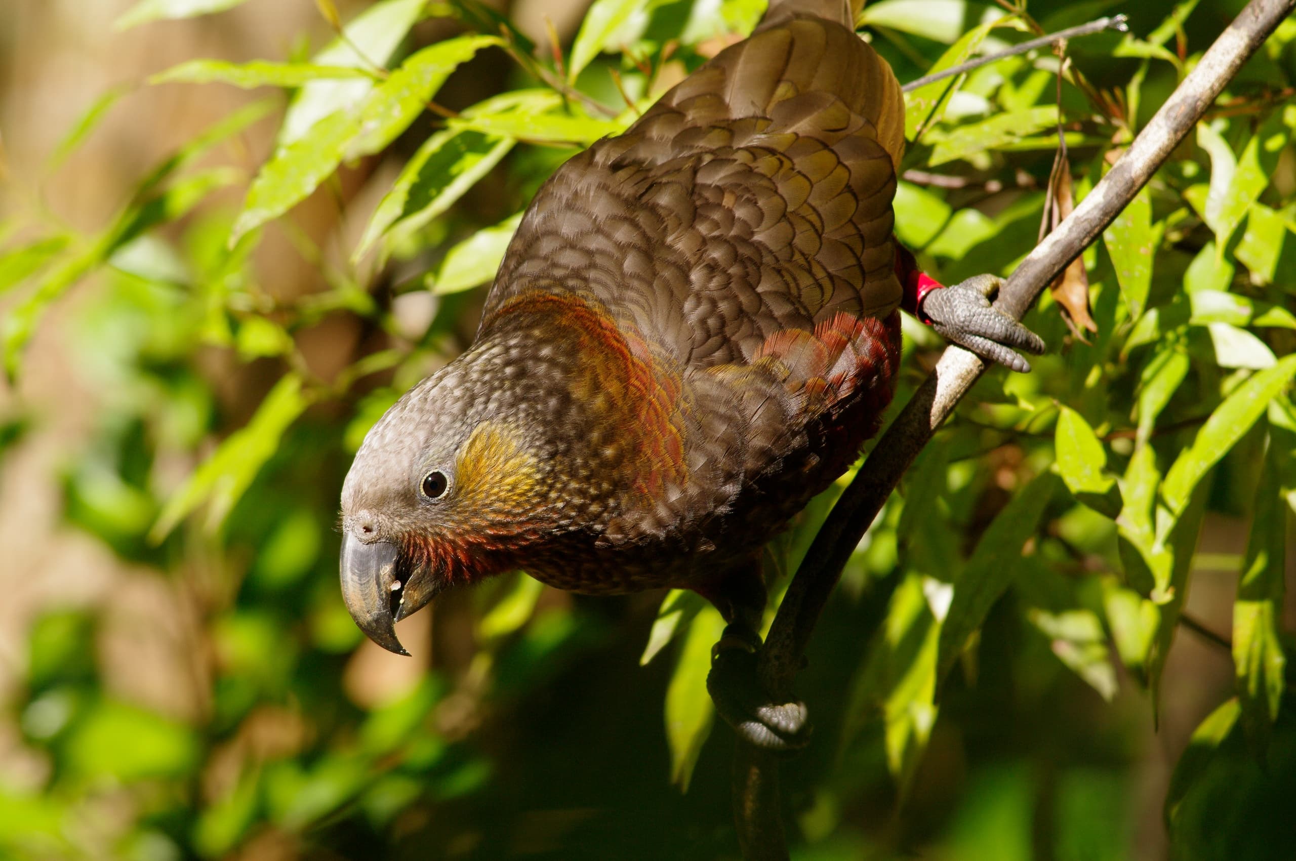 Auckland to Sanctuary Mountain Private Tour