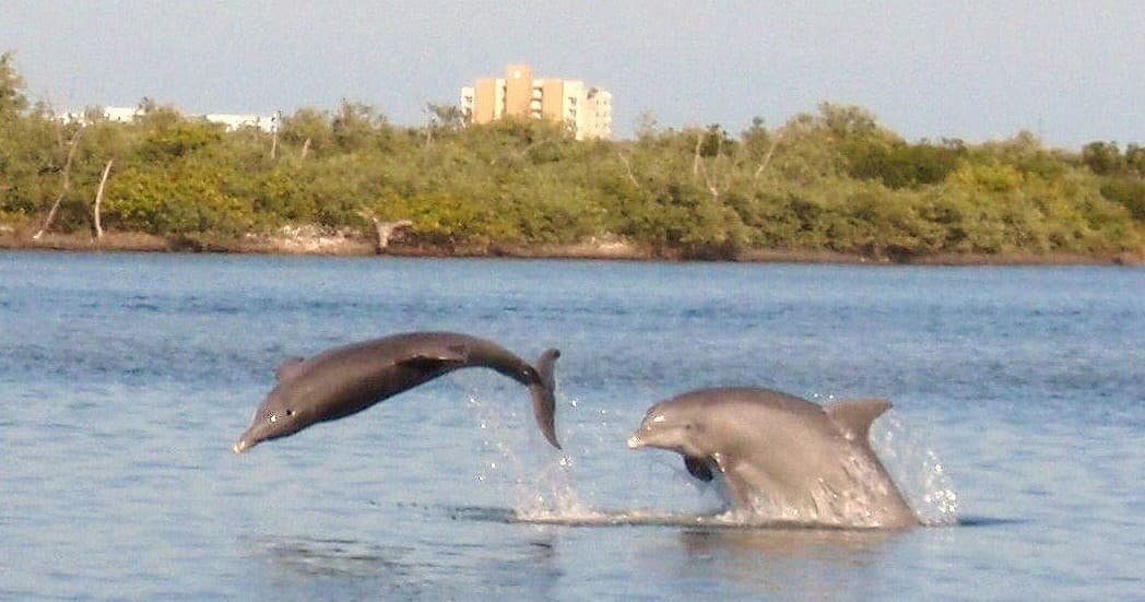 Dolphin Discovery Tour